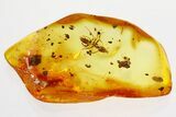 Detailed Fossil Ant (Dolichoderinae) and Bark in Baltic Amber #357878-1